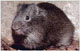 Cavia aperea