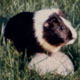 Cavia aperea forma porcellus